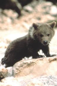 Youk the Bear
