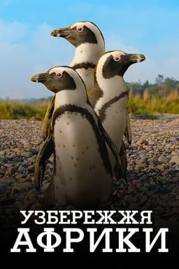 Узбережжя Африки постер